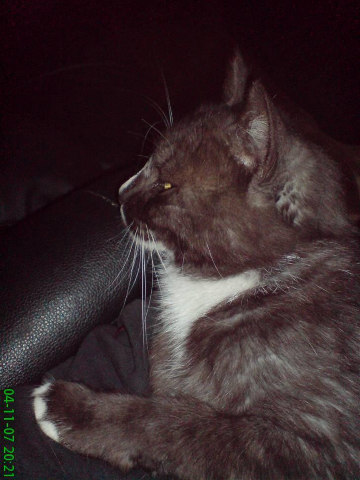 Blanding af racer pyrus *min dejlige miss* billede 6