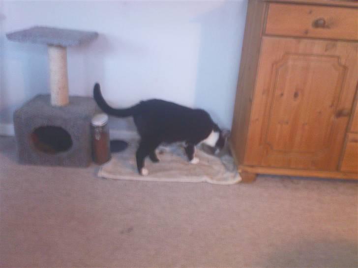 Blanding af racer samson R.I.P!)': billede 9