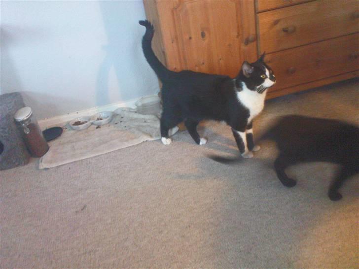 Blanding af racer samson R.I.P!)': billede 10