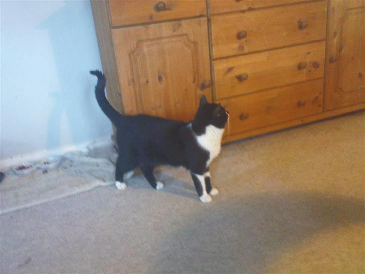 Blanding af racer samson R.I.P!)': billede 11