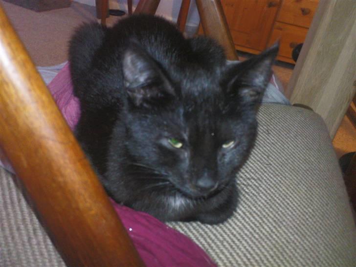 Blanding af racer Bette mis R.I.P.)': billede 8