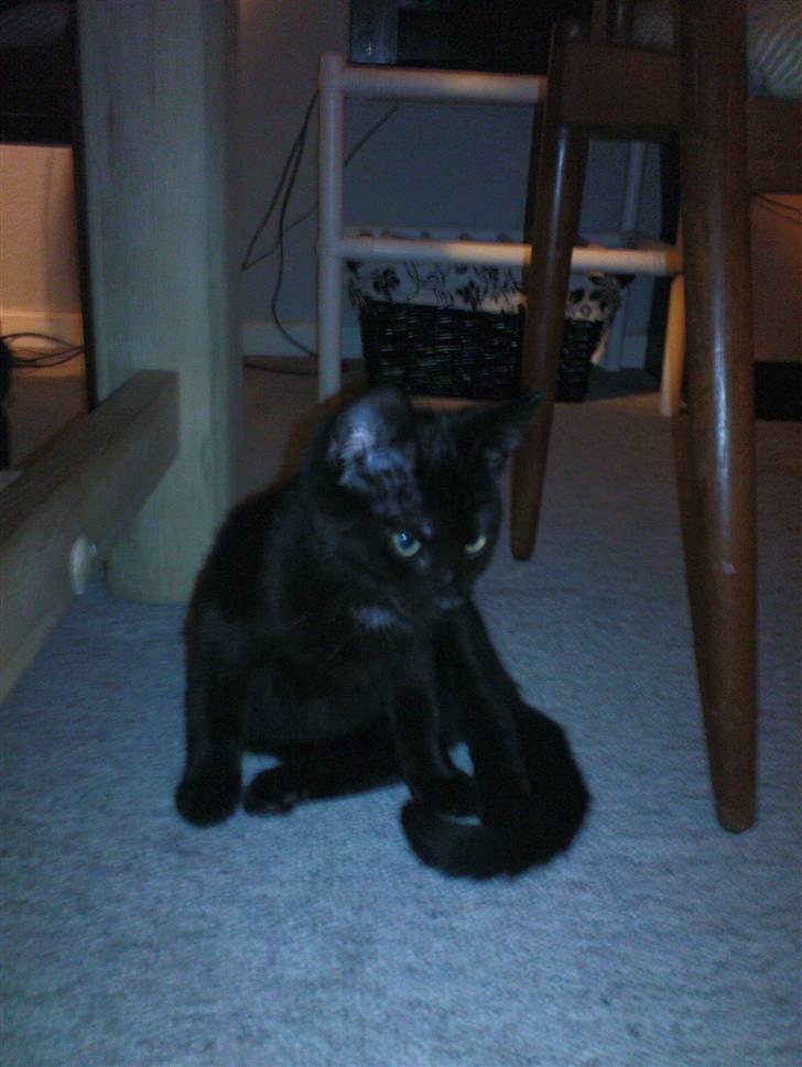 Blanding af racer Bette mis R.I.P.)': billede 9