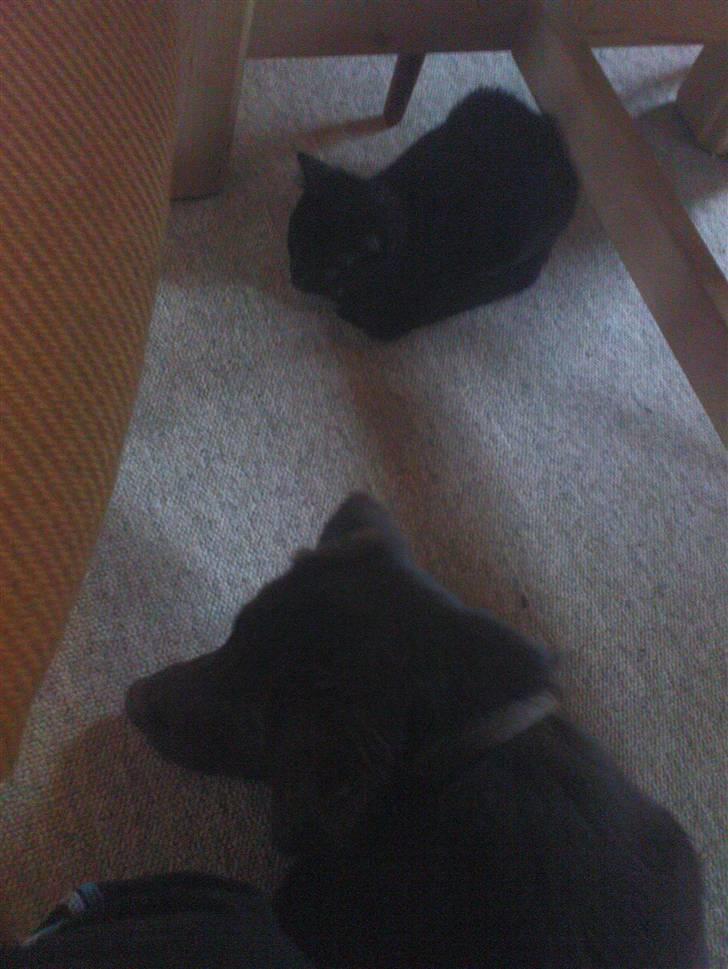 Blanding af racer Bette mis R.I.P.)': billede 10