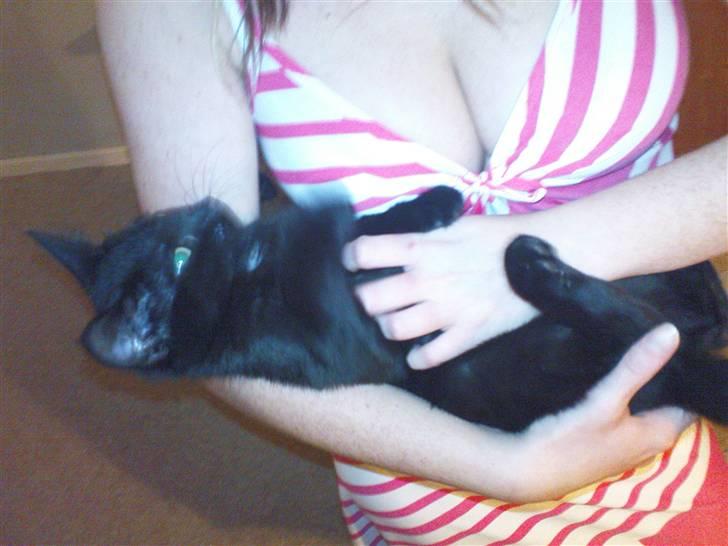 Blanding af racer Bette mis R.I.P.)': billede 11