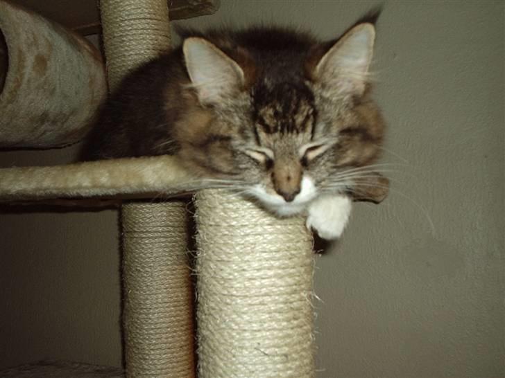 Blanding af racer Lindsay * flyttet* billede 18