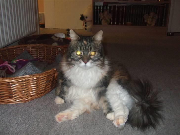 Norsk Skovkat Pjuske Død.. <3 billede 10