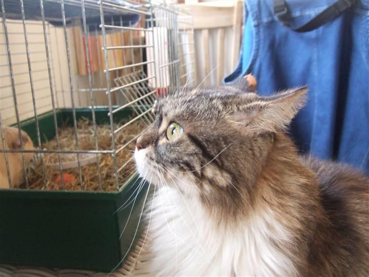 Norsk Skovkat Pjuske Død.. <3 billede 11