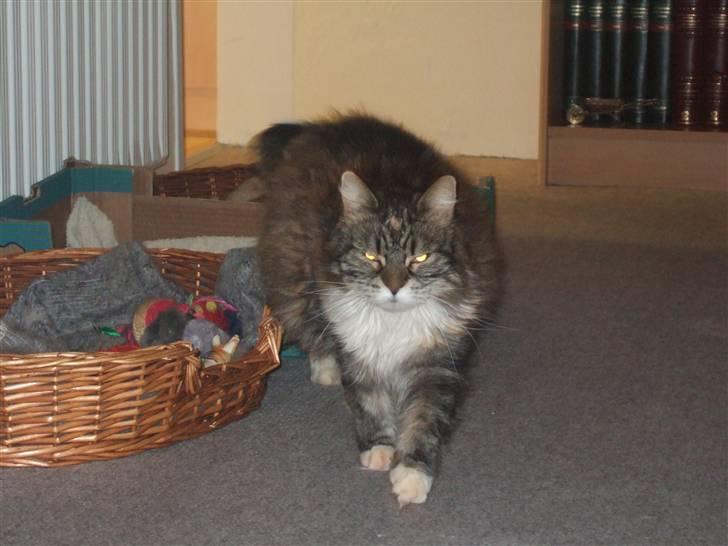 Norsk Skovkat Pjuske Død.. <3 billede 12