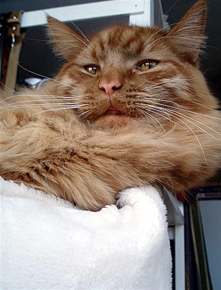 Maine Coon | Jaffe billede 3