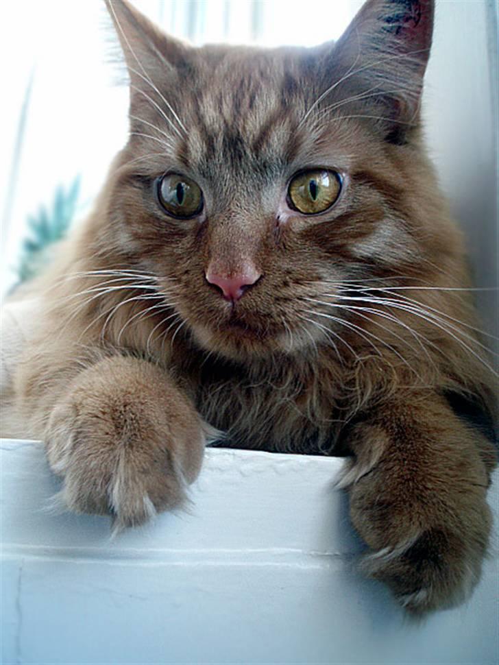 Maine Coon | Jaffe billede 4
