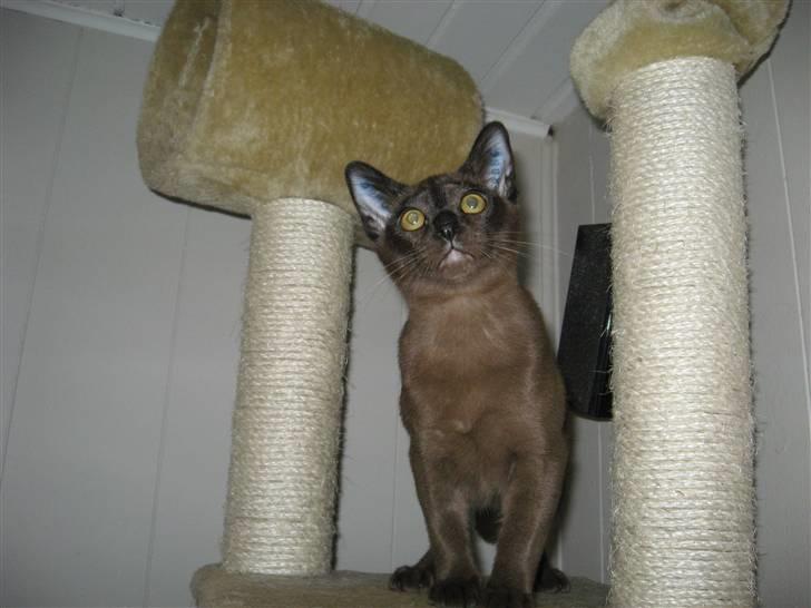 Burmeser Halo billede 6