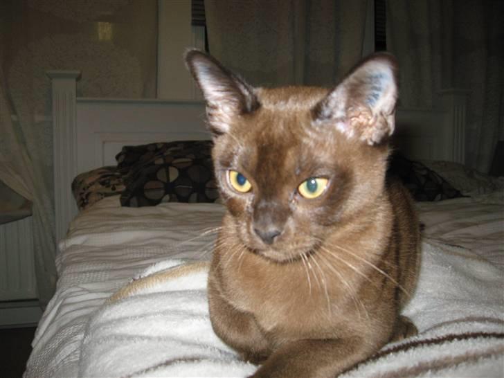 Burmeser Halo billede 7