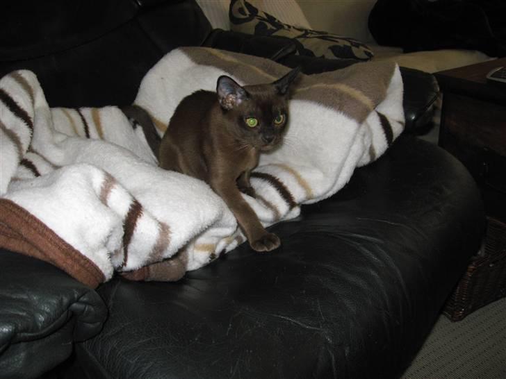 Burmeser Halo billede 8