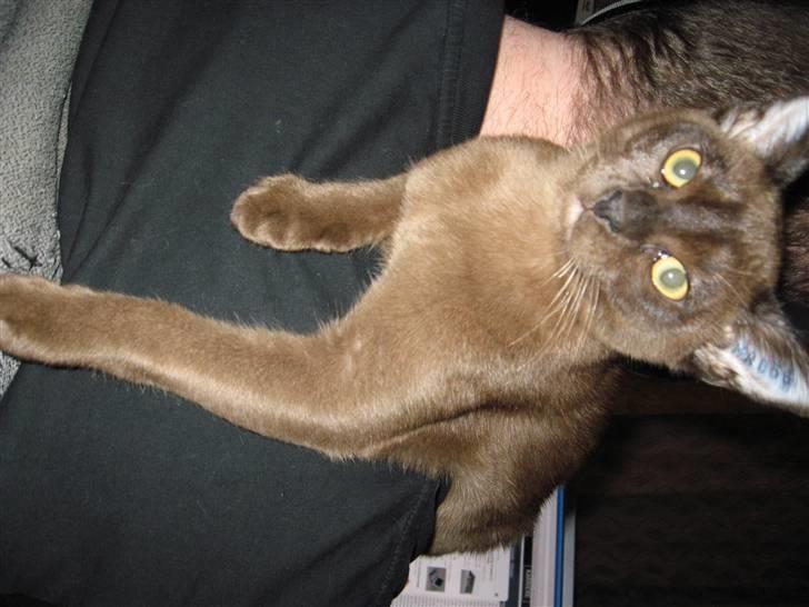 Burmeser Halo billede 9