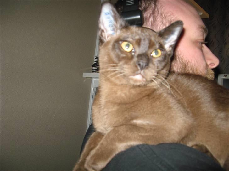 Burmeser Halo billede 10