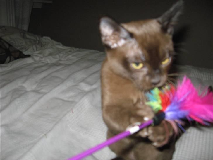 Burmeser Halo billede 11