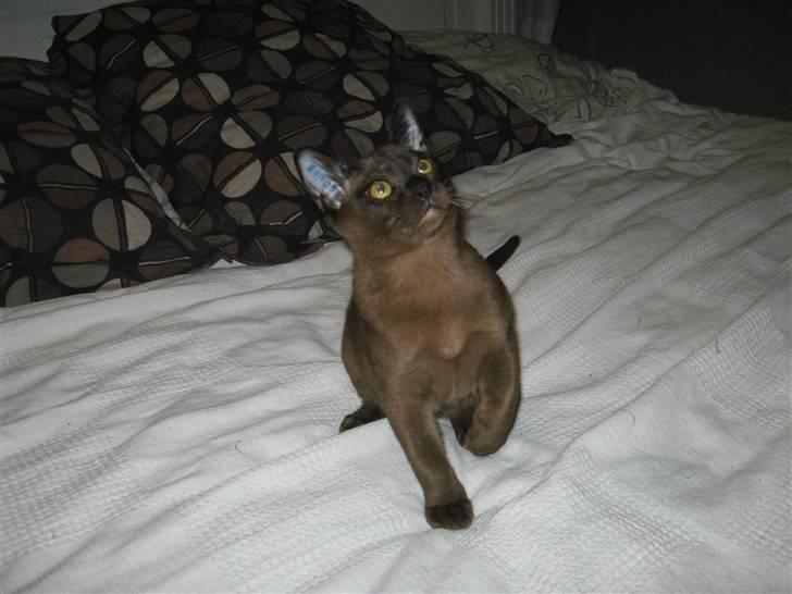 Burmeser Halo billede 12