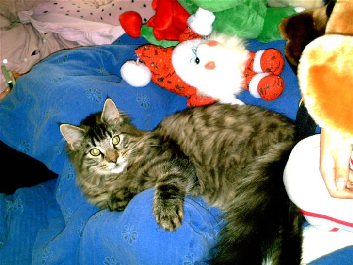 Maine Coon Baloo - Det her er skisme hyggeligt billede 7