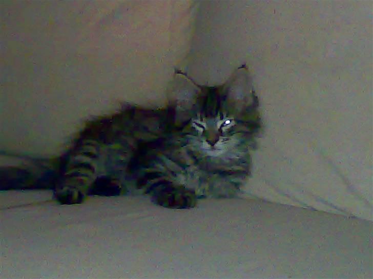 Maine Coon Baloo - Her er jeg som lille billede 8