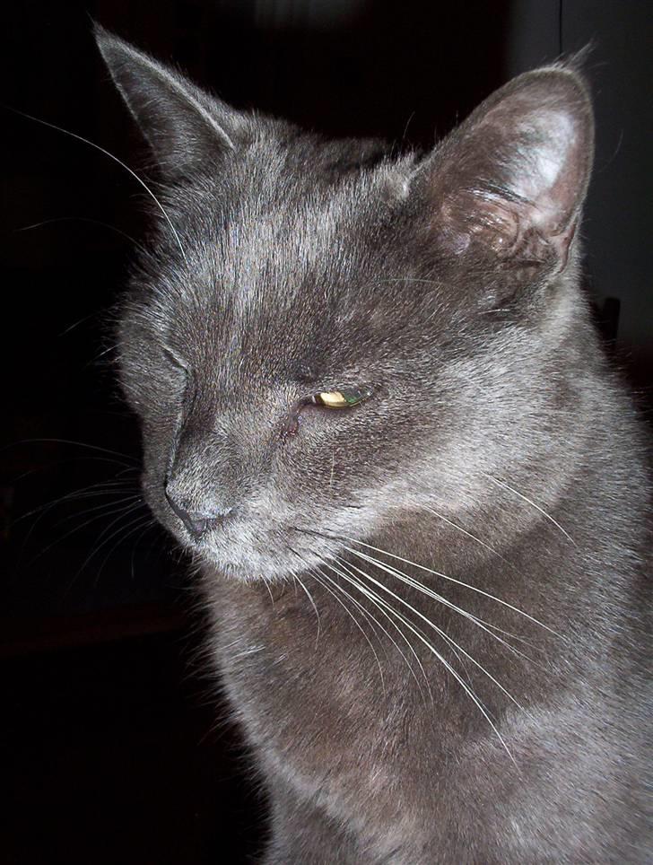 Blanding af racer Nulle billede 1