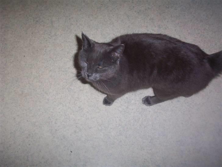 Blanding af racer Nulle billede 2