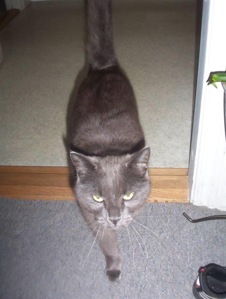 Blanding af racer Nulle billede 3