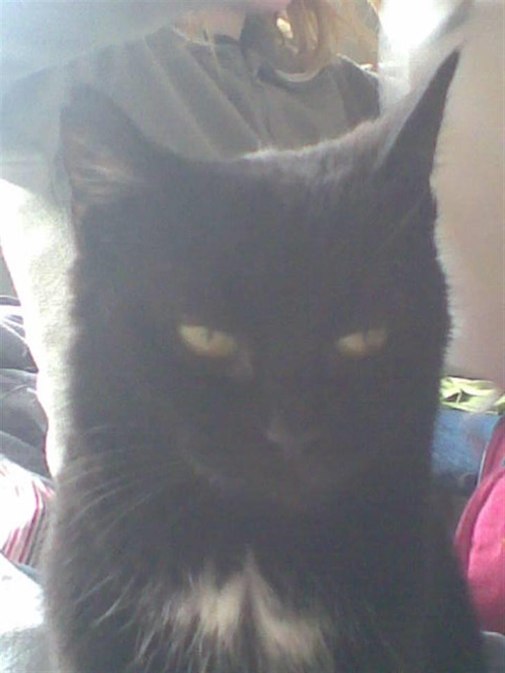 Huskat Perle billede 1