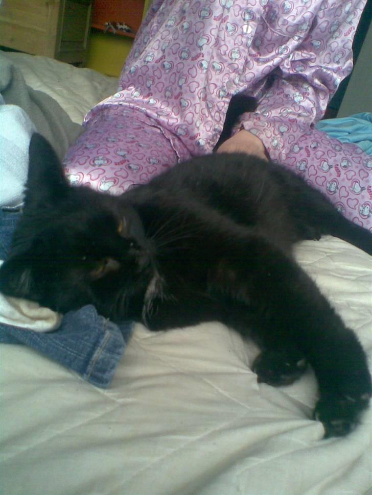 Huskat Perle billede 2