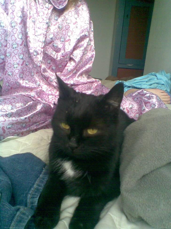 Huskat Perle billede 4