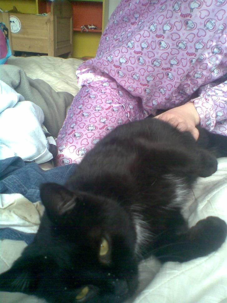 Huskat Perle billede 5