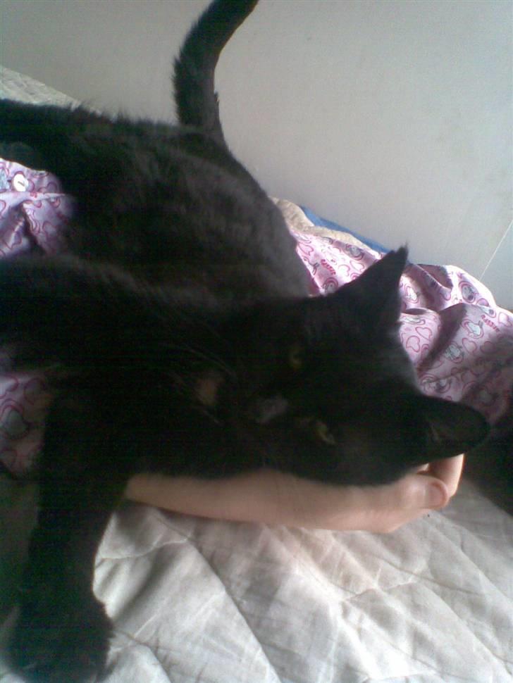 Huskat Perle billede 7