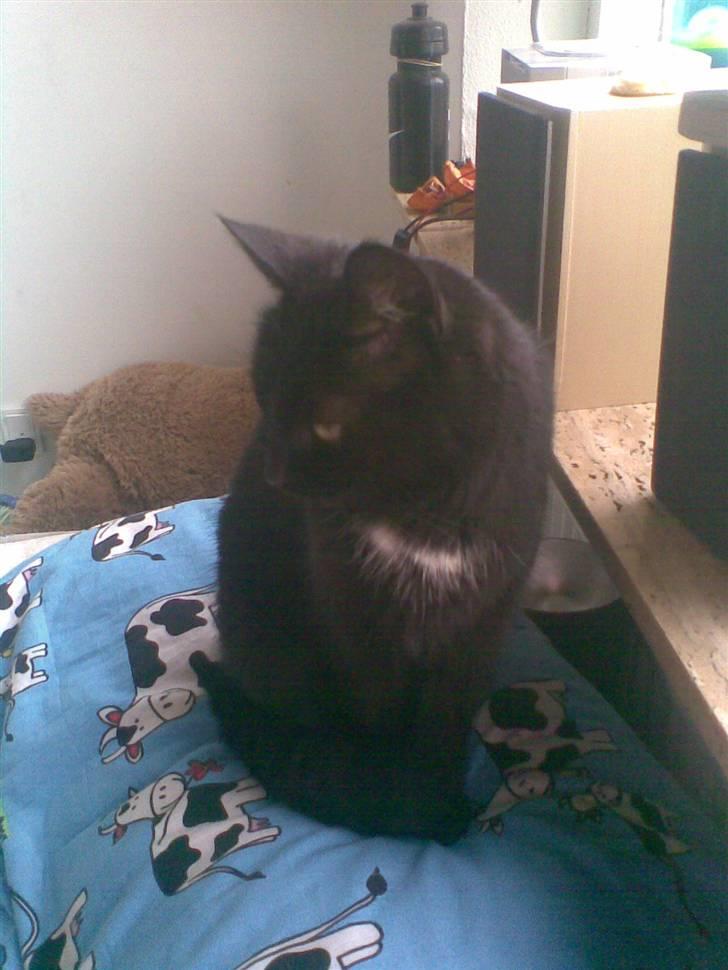 Huskat Perle billede 9