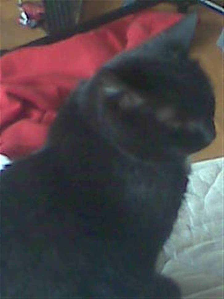 Huskat Perle billede 11