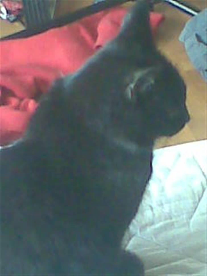 Huskat Perle billede 12