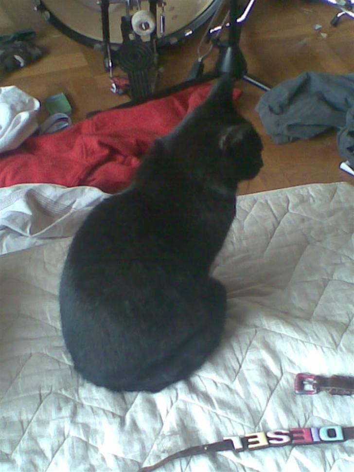 Huskat Perle billede 13