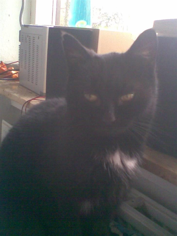 Huskat Perle billede 14