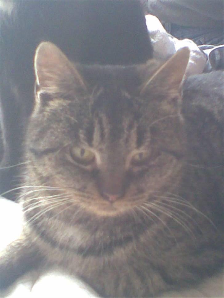 Huskat Bøllemis billede 1