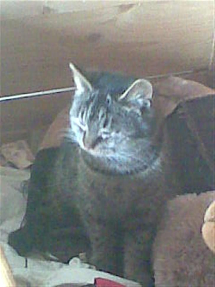 Huskat Bøllemis billede 2