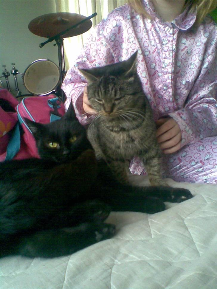 Huskat Bøllemis billede 3