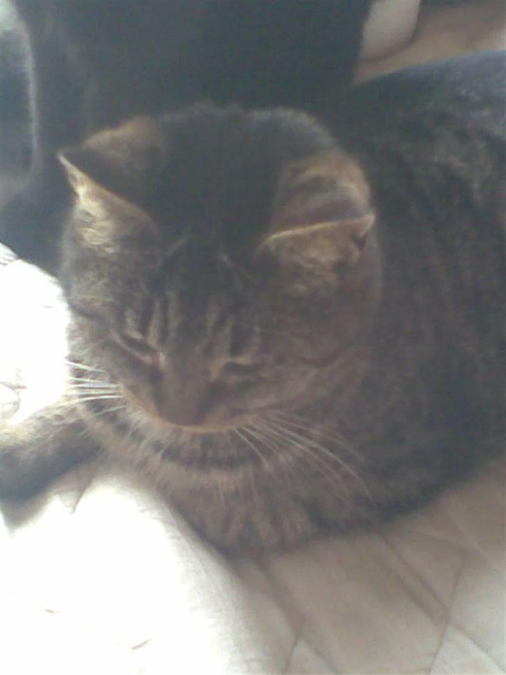 Huskat Bøllemis billede 4