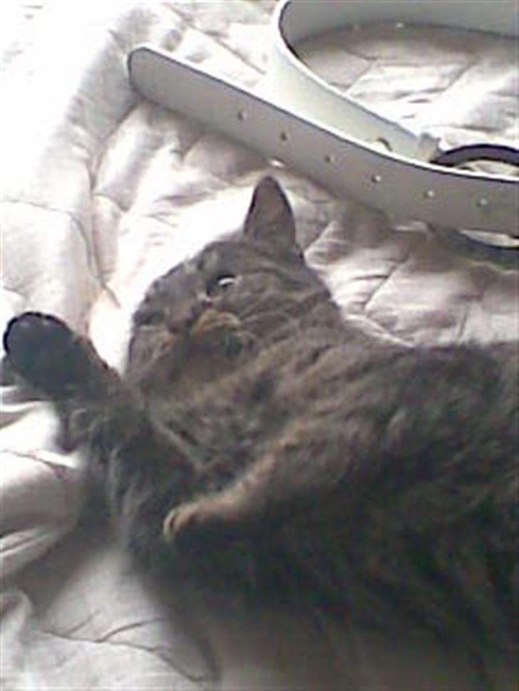 Huskat Bøllemis billede 5