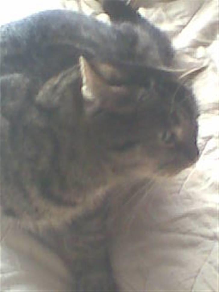 Huskat Bøllemis billede 6