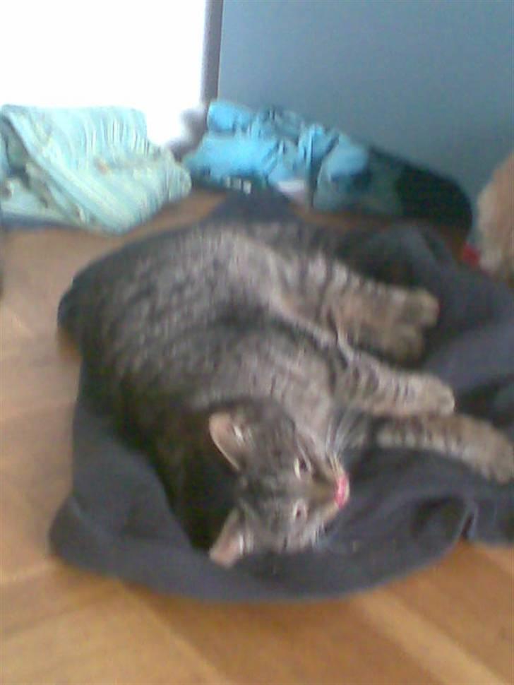 Huskat Bøllemis billede 7