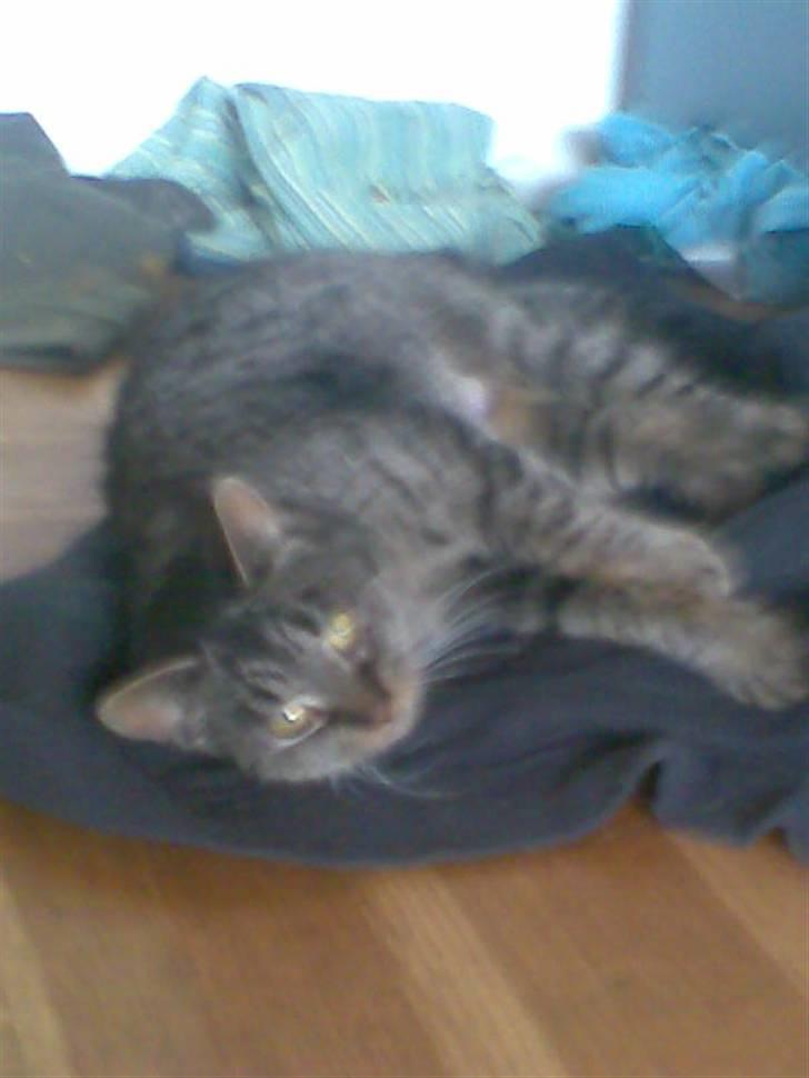 Huskat Bøllemis billede 8