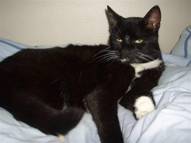 Huskat Trunte DØD billede 1