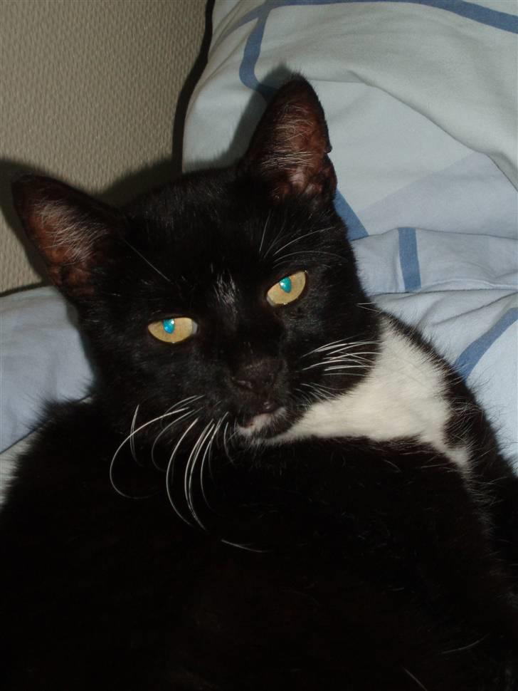 Huskat Trunte DØD billede 2