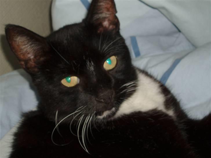 Huskat Trunte DØD billede 4