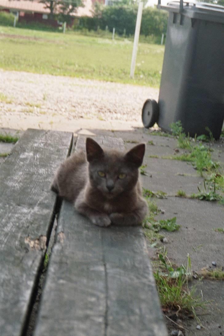 Huskat Speedy  forsvundet billede 1