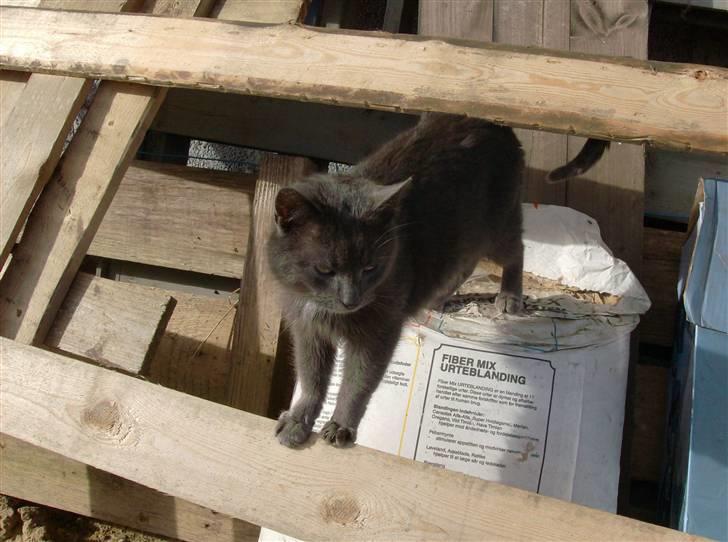 Huskat Speedy  forsvundet billede 2