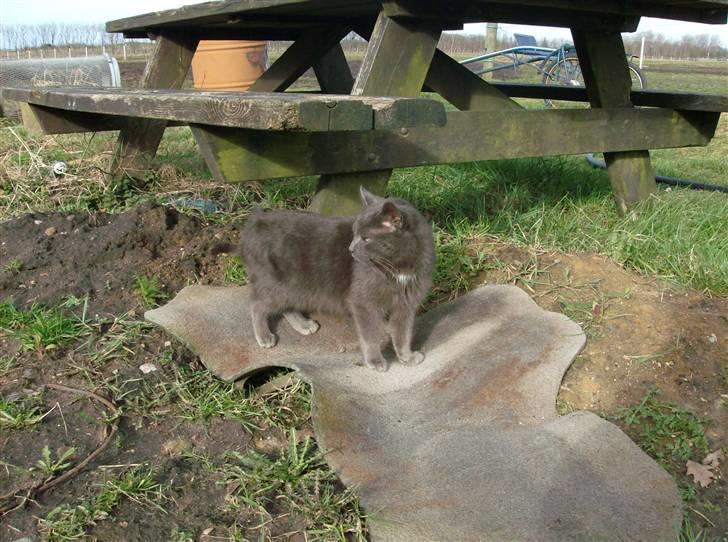 Huskat Speedy  forsvundet billede 3